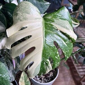 Canvas Tote Bag with Illustrated  & Plant Print -